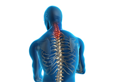 Cervical Spine Anatomy