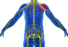 Peripheral Nerve Compression